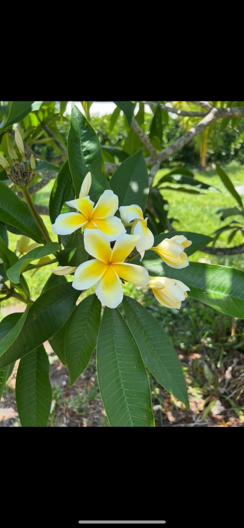 Plumeria Cutting 6"-10" White/Yellow Rooted Bare Root (No Ship to CA) Frangipani