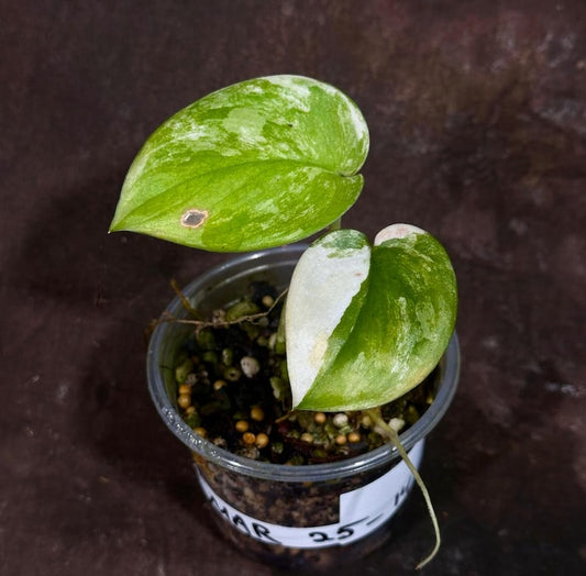 Variegated Scindapsus Pictus 'Jade Satin' Plant - Rare 2 Leaf Potted Houseplant - Heart-Shaped Leaves - US Seller