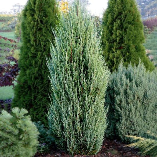 Blue Arrow Rocky Mountain Juniper Tree, 1 Gallon, Juniperus scopulorum, Fast Growing Evergreen Privacy Tree, Blue-Green Foliage