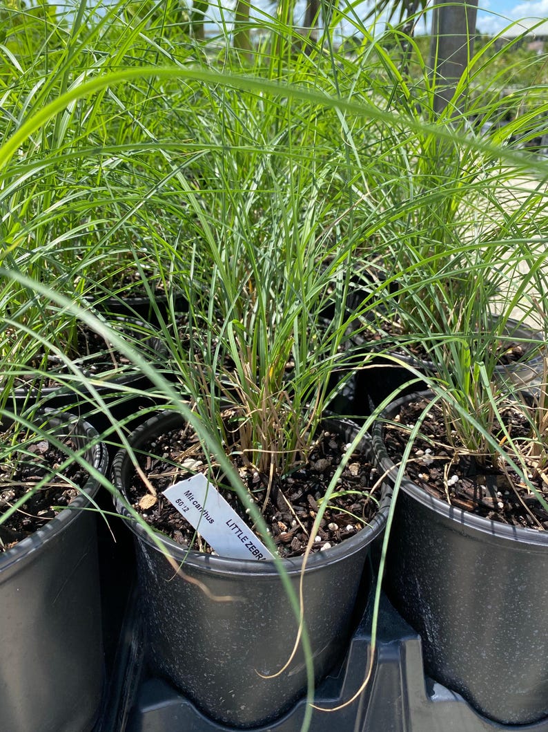 Little Zebra Miscanthus Compact Grass - Dwarf Ornamental Grass with Green-Yellow Stripes - Miscanthus sinensis 'Little Zebra'