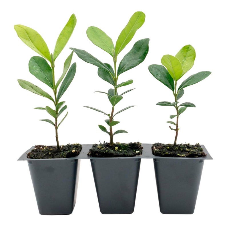 Pineapple Guava Trees | 2.5-Inch Live Saplings | Feijoa Sellowiana | Drought-Tolerant Fruit-Bearing Evergreen