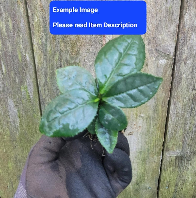 Large Leaf Tea Plant Starter - Camellia sinensis var. assamica - Fragrant Blooms - Ideal for Zones 7-9 - Perfect for Tea Making