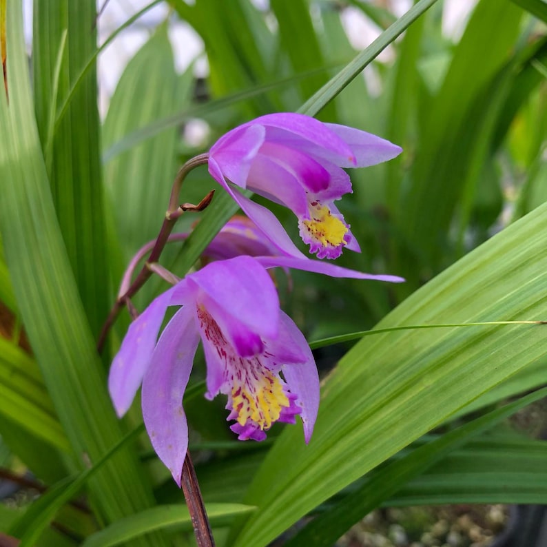 Bletilla Yokohama Kate Ground Orchid Live Plant in 8 Inch Pot - Fragrant Purple Yellow, Terrestrial Orchid (Bletilla yokohama)