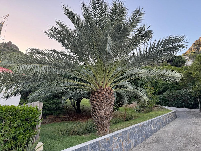 Pindo Palm Plant - Jelly Palm, Butia capitata - Tropical Accent Plant for Landscape & Garden, Low-Maintenance Palm Tree