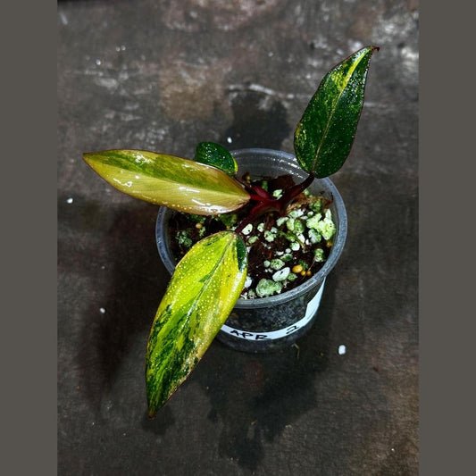 Variegated Philodendron Strawberry Shake Plant in Nursery Pot - RARE Collector Plant - Pink & Cream Variegation - Philodendron spp.