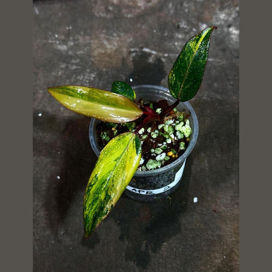 Variegated Philodendron Strawberry Shake Plant - Rare Pink Indoor Houseplant - Philodendron Strawberry Shake