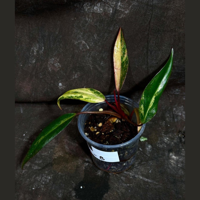 Variegated Philodendron Strawberry Shake Live Plant - Rare Pink & Green Collector Houseplant - Philodendron erubescens