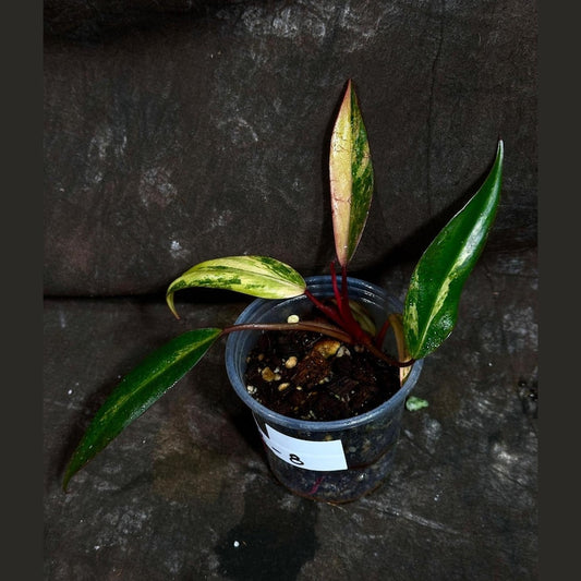 Variegated Philodendron Strawberry Shake Live Plant - Rare Pink & Green Collector Houseplant - Philodendron erubescens