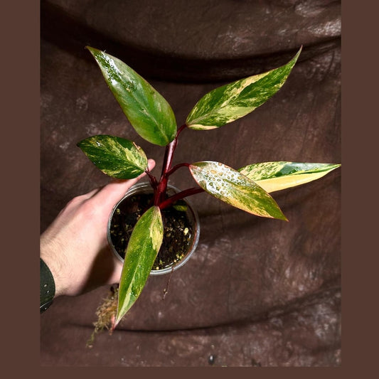 Variegated Philodendron Strawberry Shake Plant in Nursery Pot - Rare Pink Variegation - Live Indoor Houseplant (Philodendron)