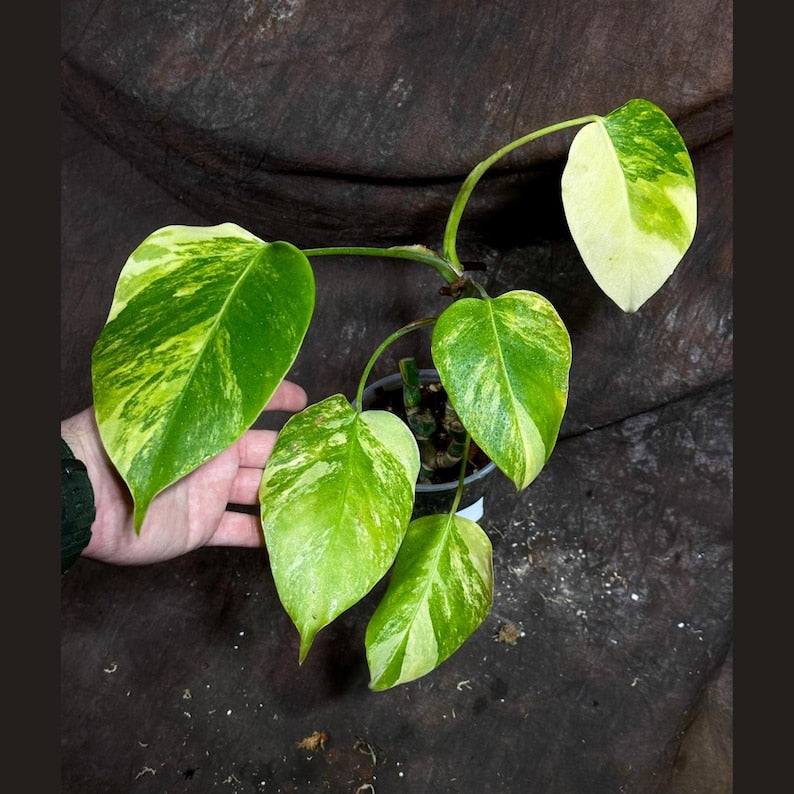Monstera Aurea Variegated Borsigiana Potted Plant - High Variegation Monstera - Monstera Marmota - Rare Tropical Houseplant