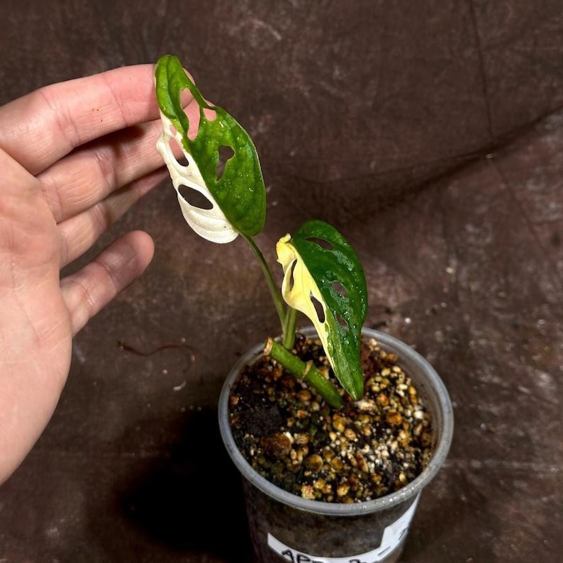 High Variegated White Monstera Adansonii Albo Potted Plant - Swiss Cheese Vine - Rare Houseplant - Collector's Item