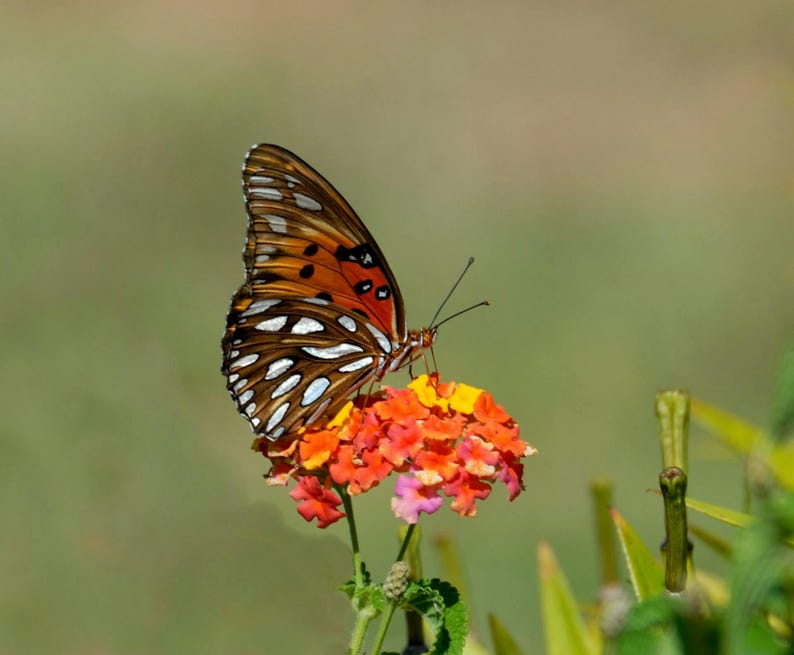 Lantana Starter Plants Pack of 2 | "Anne Marie" Multi-Colored Blooms | Pollinator-Friendly | Bare Root