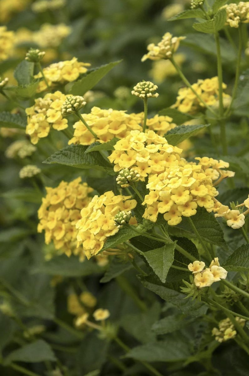 Lantana Live Starter Plants Pack of 2 | Chapel Hill Yellow | Pollinator-Friendly | Drought-Tolerant | Eco-Friendly | Lantana camara