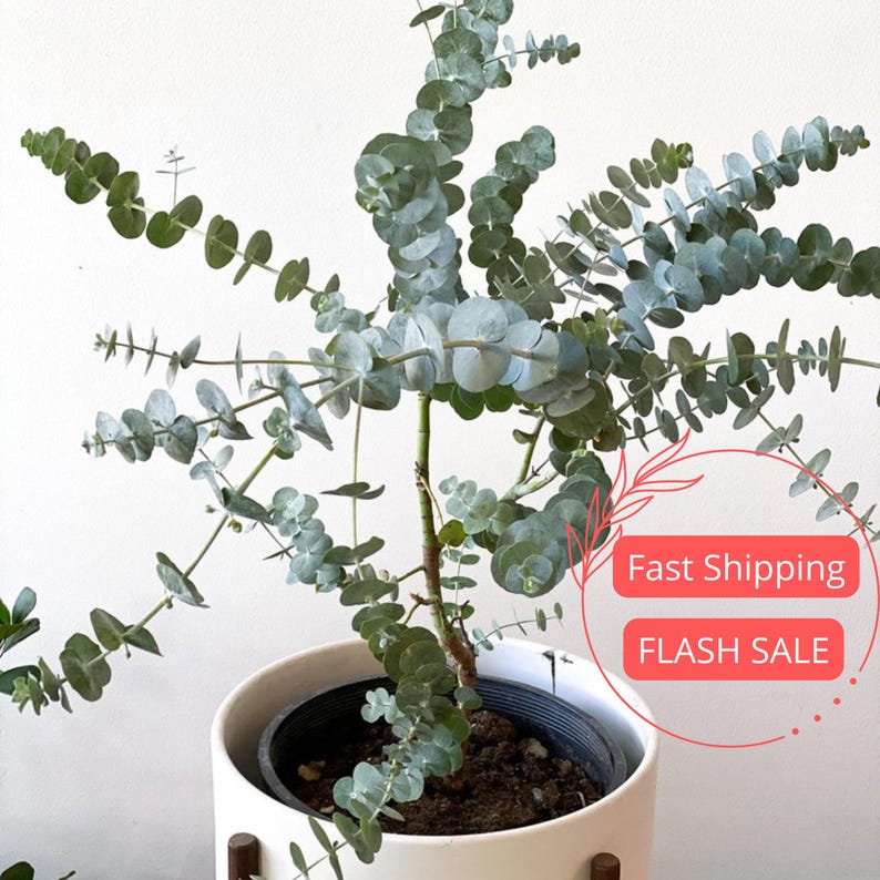 Eucalyptus Live Plant 1 Gallon | Baby Blue Eucalyptus | Indoor House Plant | Perennial Aromatic Plant (Eucalyptus cinerea)