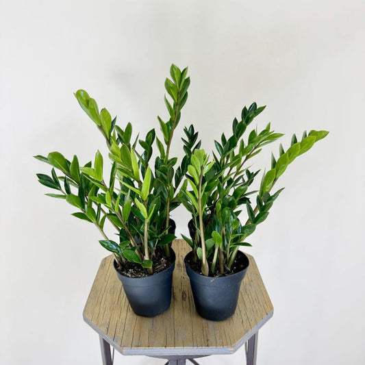ZZ Plant 4 inch Pots - Zamioculcas Zamiifolia - Elegant Indoor Houseplant - Good Luck Gift for Plant Lovers & Housewarming