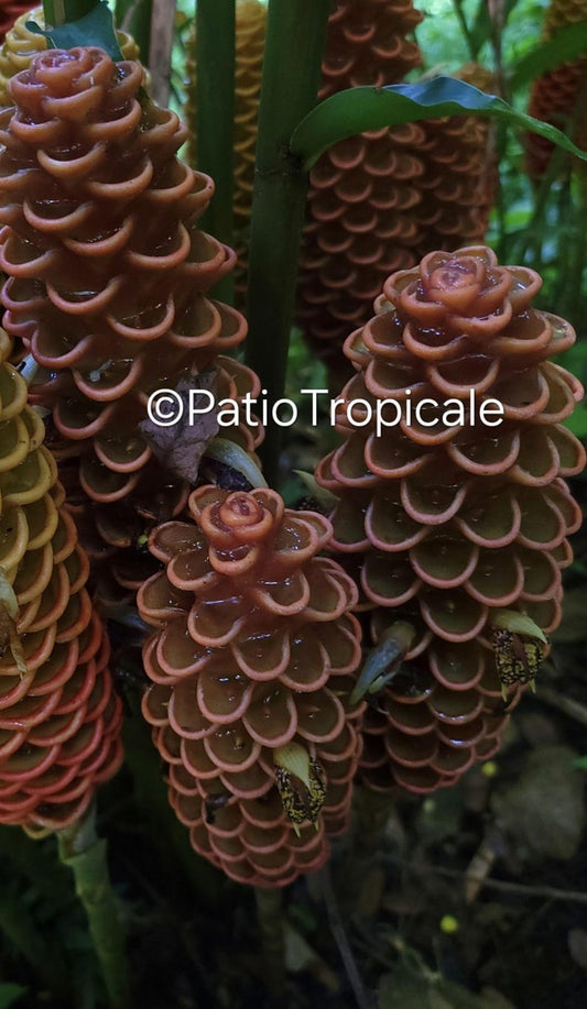 Zingiber spectabile 'Golden Scepter' Live Rhizome - Healthy, Fast Growing, Aromatic Tropical Plant