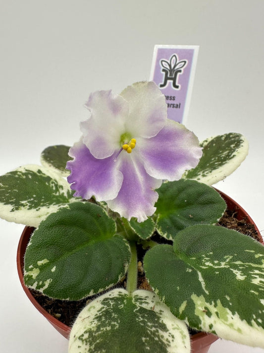 African Violet Plant 4" - Dress Rehearsal Variety - Blooming Live Plant - Saintpaulia