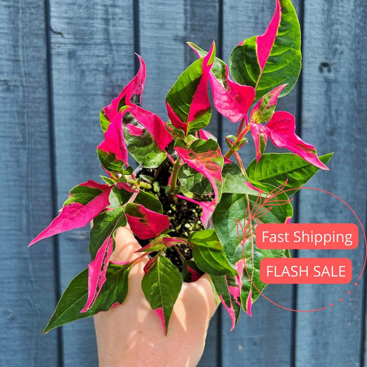 Alternanthera Party Time Live Plant | 2" Starter Plant | Rare Tropical Houseplant | Alternanthera spp.