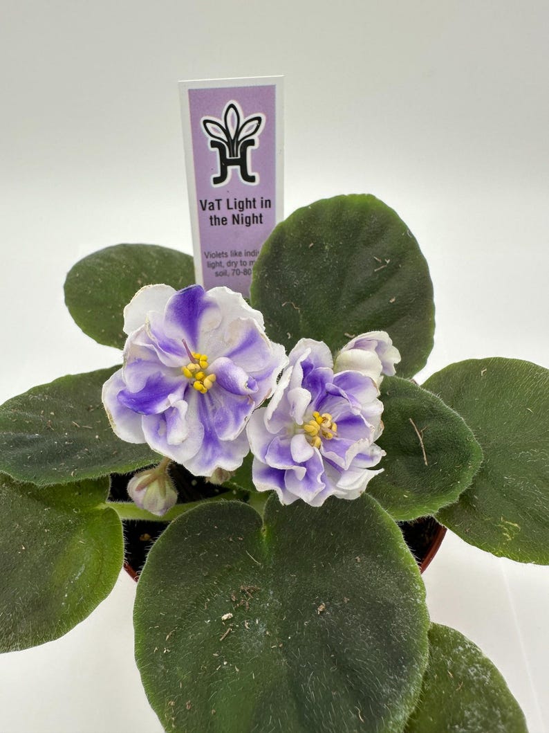Live African Violet Plant 4" Blooming Variety - Saintpaulia Ionantha - Indoor Houseplant for Bright Spaces