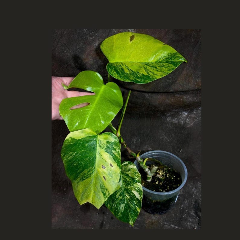 Monstera Aurea Variegated Borsigiana Potted Plant - Monstera Marmota - Rare Tropical Houseplant - US Seller