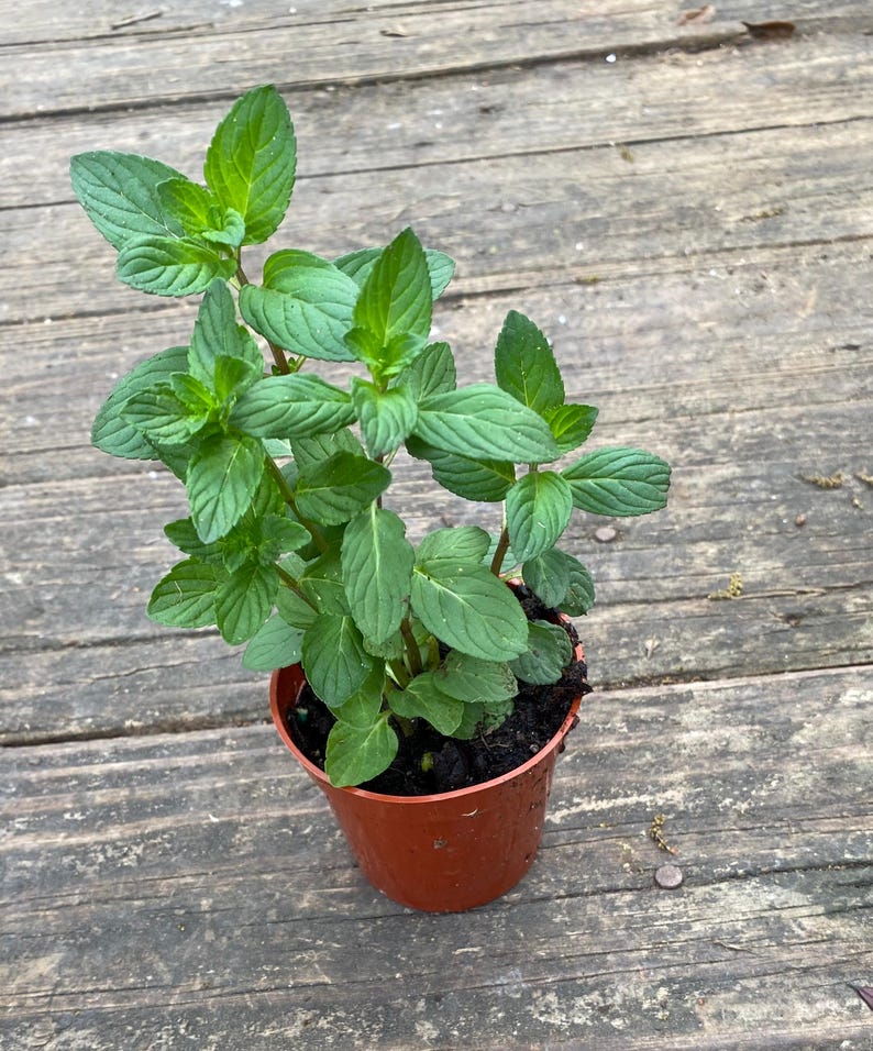 Peppermint Herb Plant - 5-8 in - Mentha piperita - Aromatic Leaves for Oil Extraction and Cooking