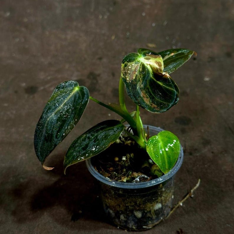 Rare Variegated Philodendron Mican Aurea Plant in Nursery Pot - Philodendron Micans "Aurea" - Unique Green & Yellow Variegation