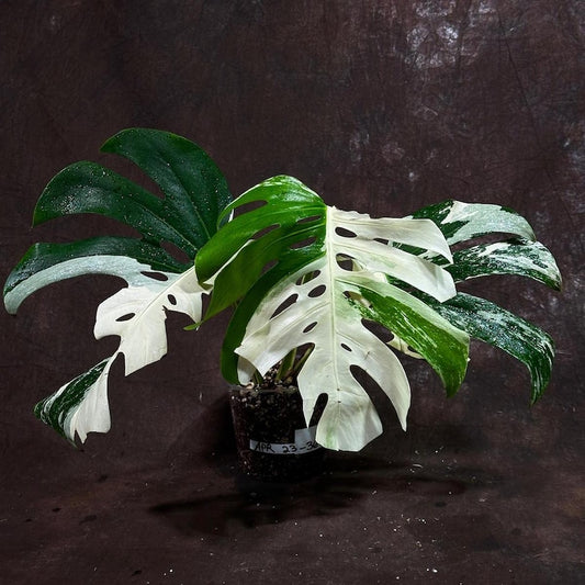 Variegated Monstera Albo Plant - Rare White Borsigiana Houseplant - Exact Plant by US Seller - Indoor Tropical Decor