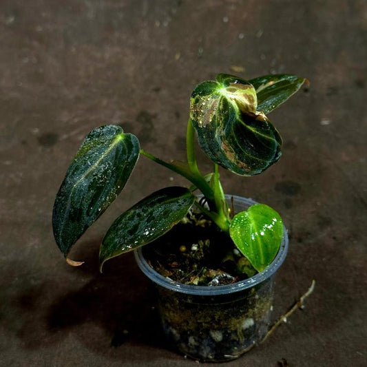 Variegated Philodendron Melanochrysum Plant in Nursery Pot - Rare Indoor Houseplant - Green & Creamy White Foliage