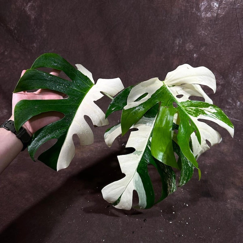 Variegated Monstera Albo Plant - Rare White Monstera Borsigiana - Indoor Houseplant - Exact Plant - Live Plant - US Seller