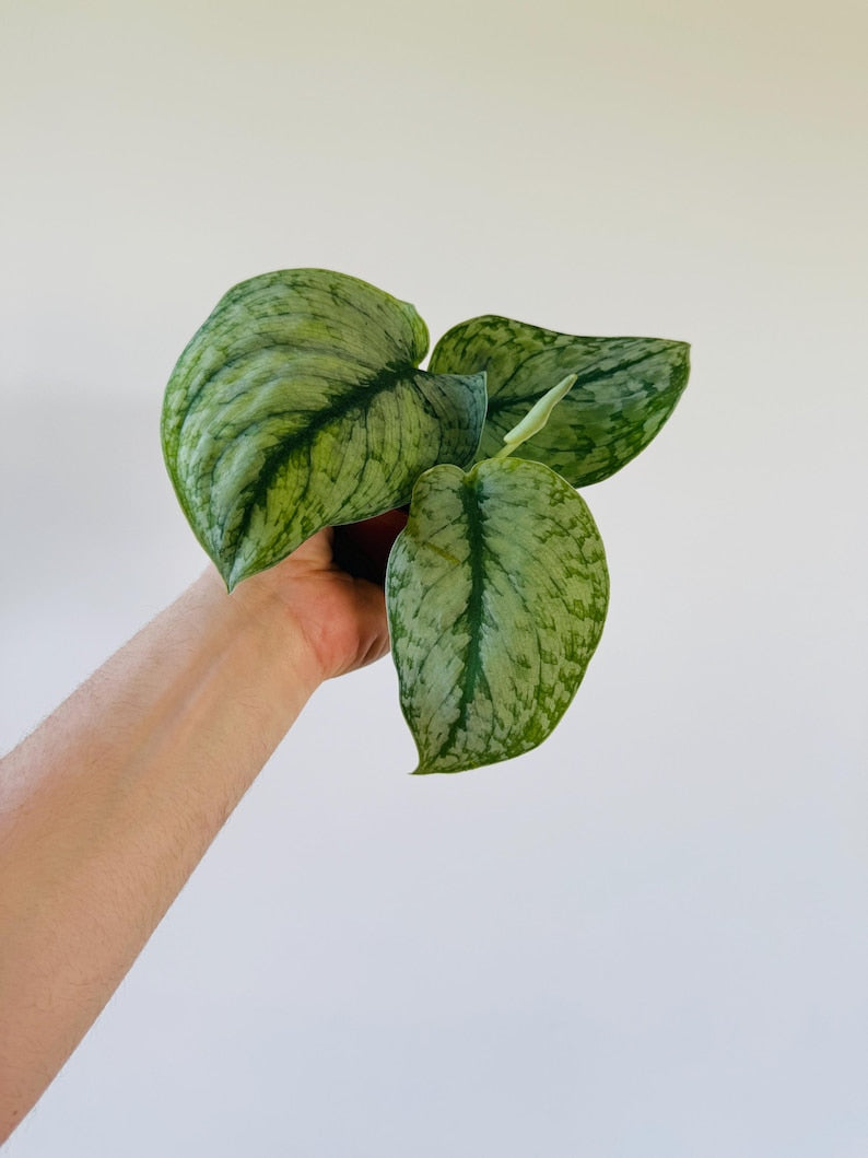 Scindapsus sp. Lahat - 4” Live Plant - Rare Aroid - Silver Satin Pothos - Easy Care Houseplant - Perfect for Indoors