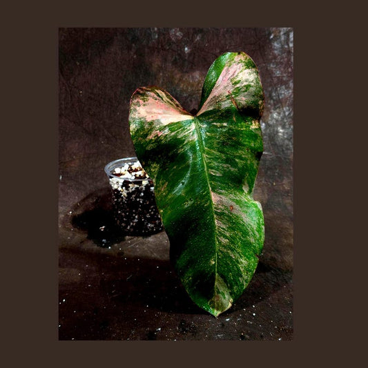 Variegated Philodendron Strawberry Shake Plant - RARE Collector Single Leaf - Philodendron erubescens - Nursery Pot