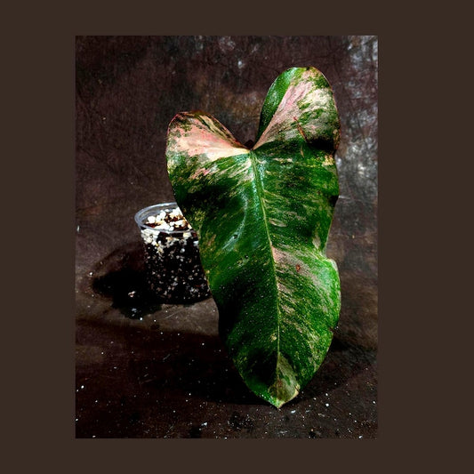 Variegated Philodendron Strawberry Shake Plant - Rare Collector Potted Houseplant - Philodendron erubescens