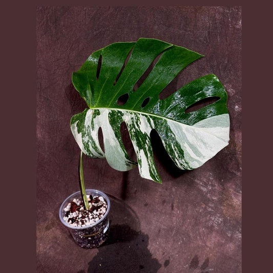 Variegated Monstera Albo Plant - Rare White Borsigiana - Exact Plant - Indoor Houseplant - Monstera Deliciosa Albo