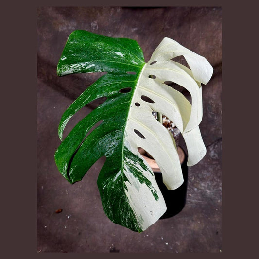 Variegated Monstera Albo Plant - Rare White Monstera Borsigiana - Indoor Houseplant - Exact Plant - US Seller