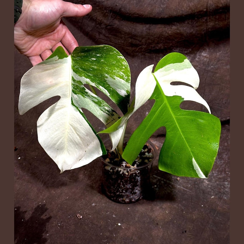 Variegated Monstera Albo Plant - Rare Indoor White Monstera Borsigiana - Exact Plant - Houseplant - Monstera Deliciosa Albo