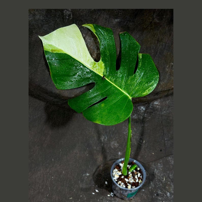 Monstera Aurea Variegated Borsigiana Potted Plant - High-Variegated Monstera Marmota - Tropical Houseplant for Indoor Decor