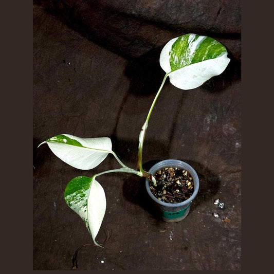 Variegated Monstera Albo Plant - Rare White Borsigiana - Exact Plant - Unique Marbled Leaves - Indoor Houseplant - Monstera Deliciosa