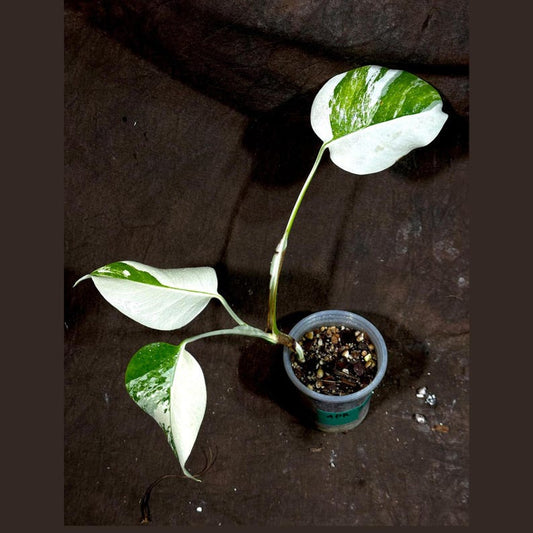 Variegated Monstera Albo Plant - Rare White Borsigiana - Unique Half-Moon Leaf - Monstera Deliciosa Albo - Exact Plant by US Seller