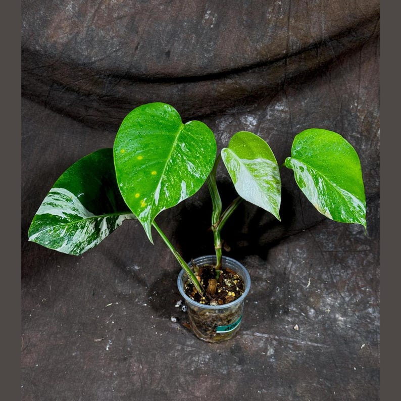 Variegated Monstera Albo Plant - Rare White Borsigiana - Indoor Houseplant - Exact Plant by US Seller - Monstera Deliciosa