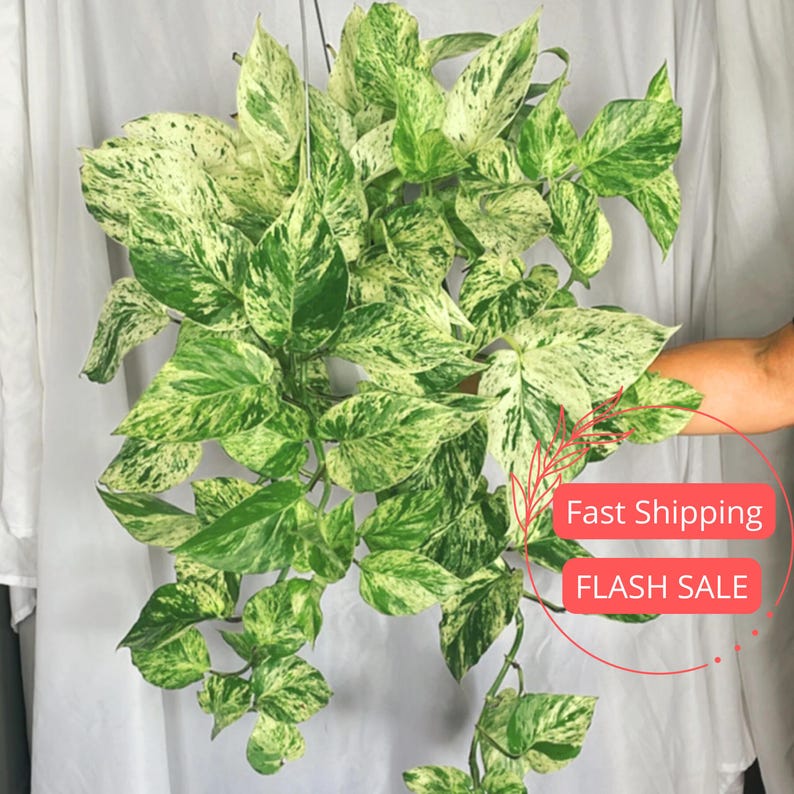 Pothos Snow Queen Live Plant | Variegated Epipremnum | 8" Hanging House Plant | Rare Indoor Plant Gift