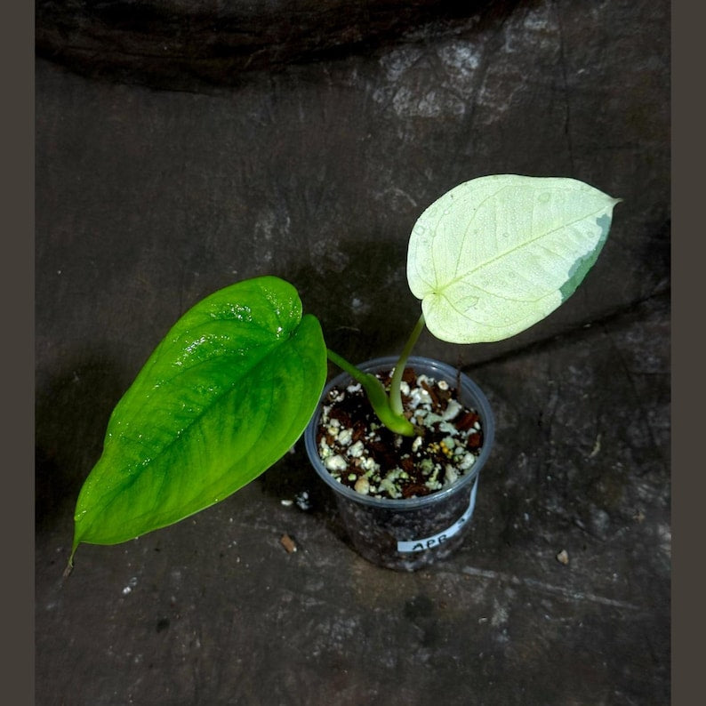 Variegated Syngonium Chiapense Plant in Nursery Pot - Rare Aroid with Marbled Foliage - Indoor Climbing Plant - Syngonium podophyllum