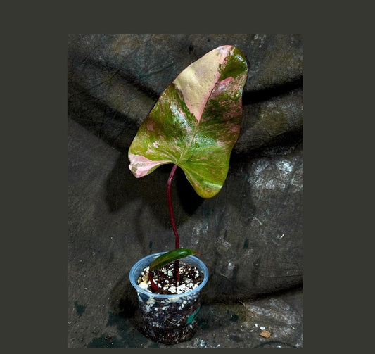 Variegated Philodendron Strawberry Shake Plant in Pot - Rare Pink Variegation - Philodendron Hybrid - Live Indoor Houseplant