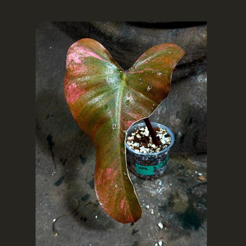 Variegated Philodendron Strawberry Shake Plant - Rare Pink Indoor Houseplant - Philodendron spp. - Live Nursery Pot Plant