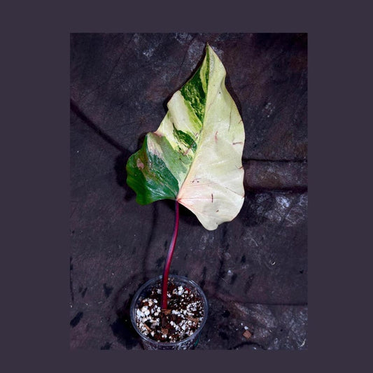 Variegated Philodendron Strawberry Shake Plant in Nursery Pot - Rare Pink Variegation - Philodendron Pink Plant - Live Indoor Plant