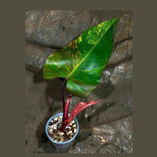Variegated Philodendron Strawberry Shake Plant in Nursery Pot - Rare Indoor Plant - Philodendron Pink - Live Houseplant