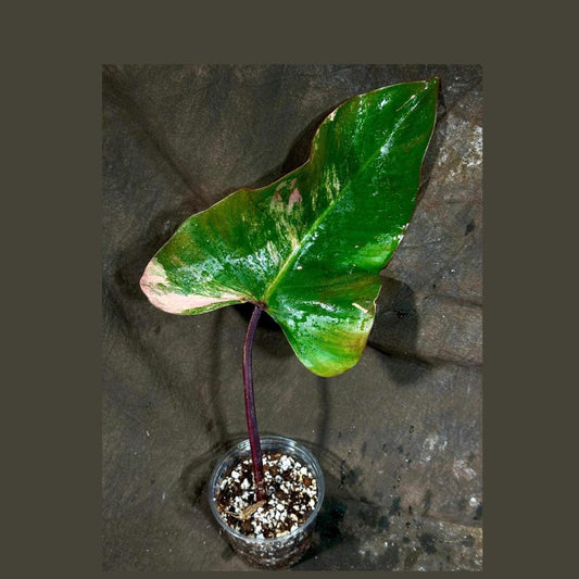 Variegated Philodendron Strawberry Shake Plant in Pot - Rare Pink Variegation - Philodendron erubescens - Live Indoor Houseplant