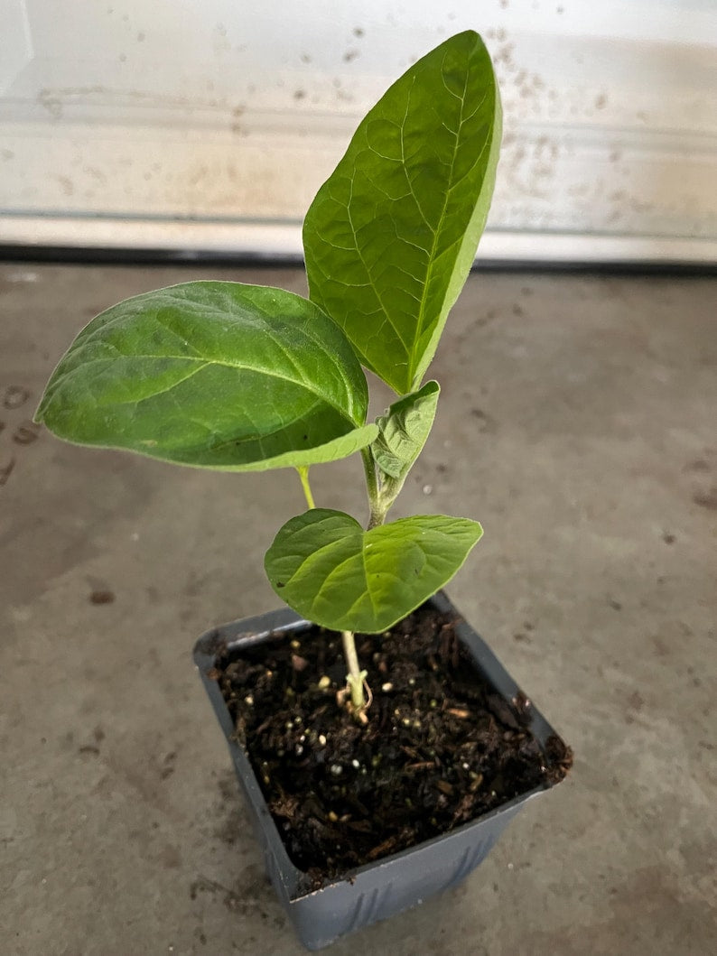 Purple Long Eggplant Plant in 4" Pot - Non-GMO Organic (Solanum melongena) - 9” Fruit Variety for Home Gardening