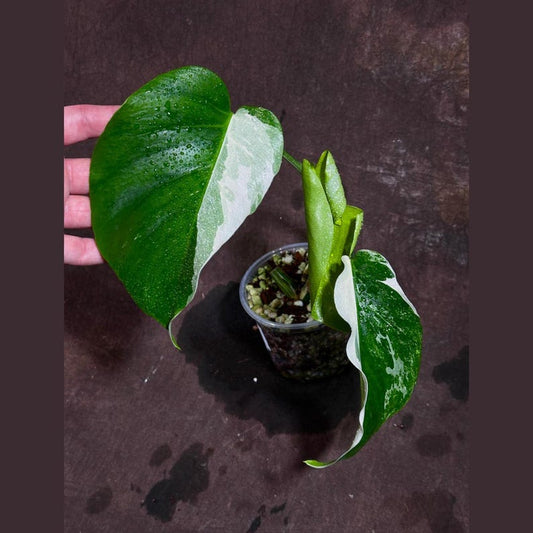 Variegated Monstera Albo Plant - Rare Indoor White Borsigiana - Baby Leaf - Monstera Albo - Exact Plant from US Seller