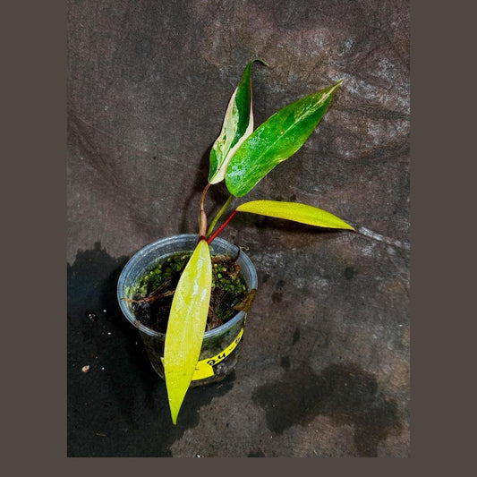 Variegated Philodendron Strawberry Shake - Rare Pink Indoor Plant - Live Collector Plant - Philodendron erubescens