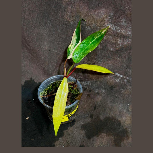 Variegated Philodendron Strawberry Shake Plant - Rare Pink & Green Collector Indoor Houseplant - Philodendron straminense